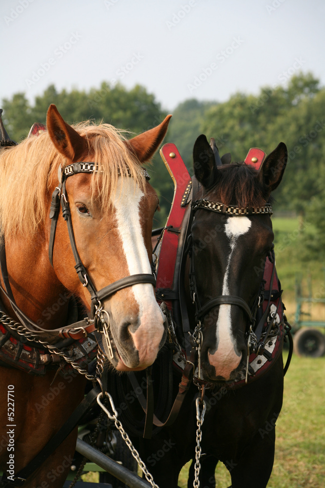 Obraz premium Gespann