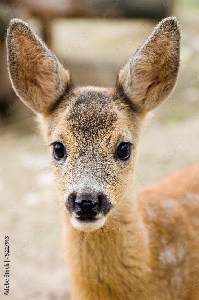 small dappled deer