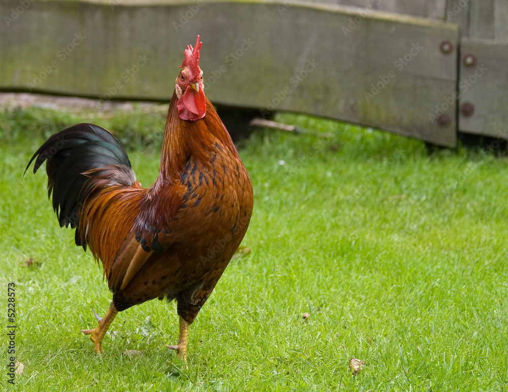 Fototapeta premium Der Hahn auf der Wiese