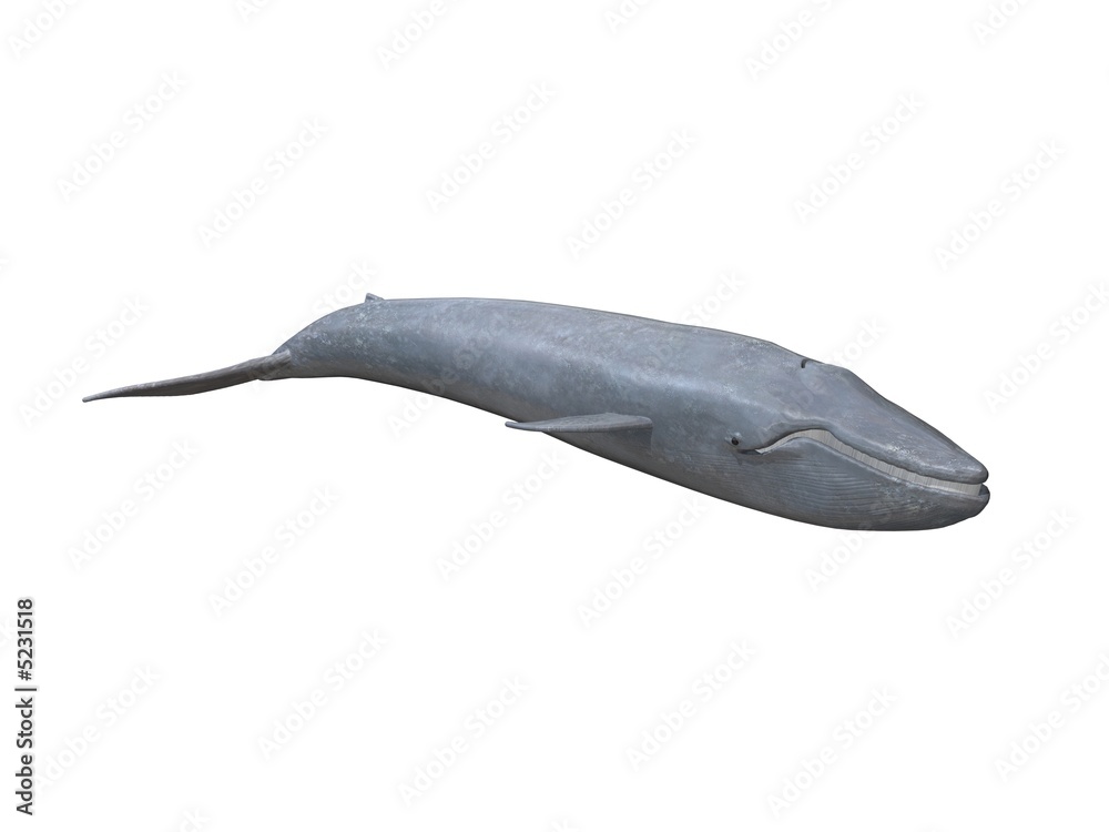 whale whale
