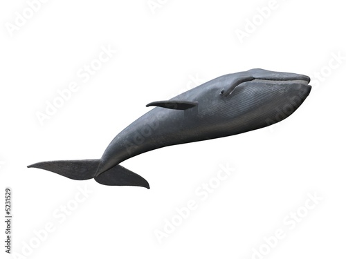 whale