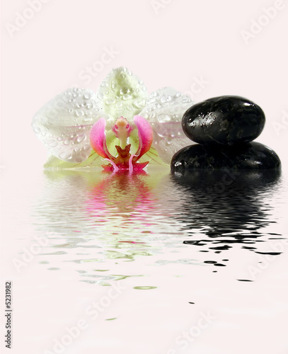 orchidée et galets à fleur d'eau