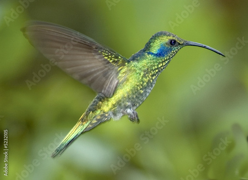 Hummingbird-Green violet ear