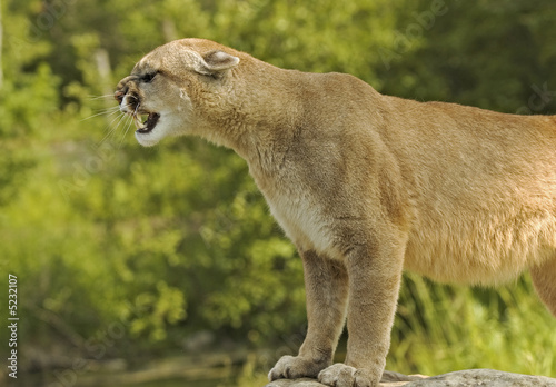 Cougar growl