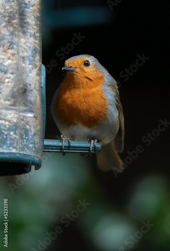 Robin on feeder