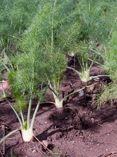 Growing of fennels seedlings in the garden vegetable