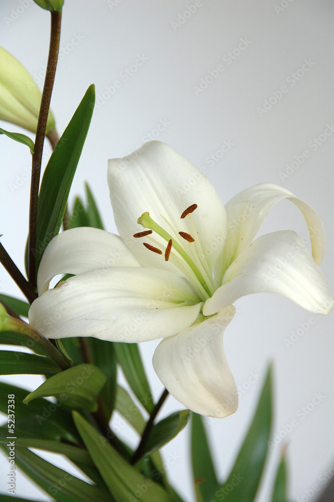 Obraz premium lily