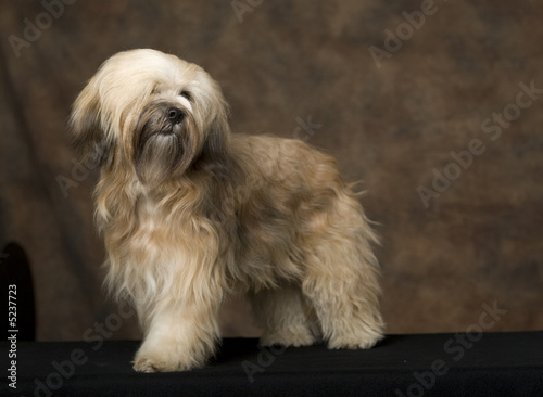Fotografia Tibetan Terrier