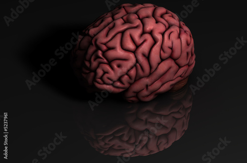 Human brain with reflection on black background