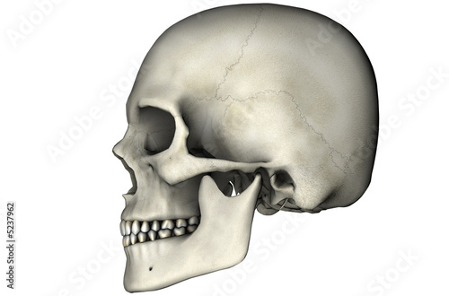 Human skull lateral on white background