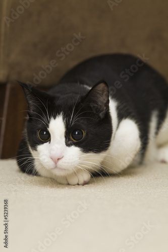 Adorable tuxedo kitten ready to pounce