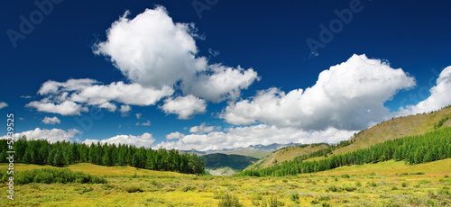 Landscape with forest and blue sky