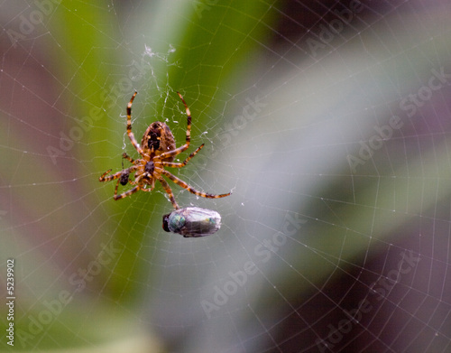 Spinne mit Beute