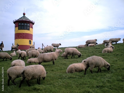 Schafe am Deich