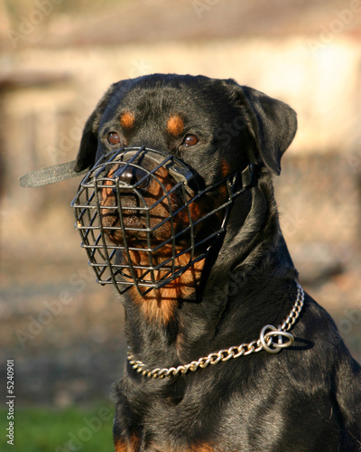 Photography chien dangereux