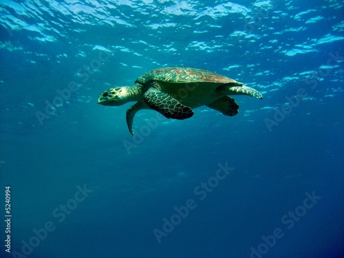 Carretta Schildkröte © Hennie Kissling