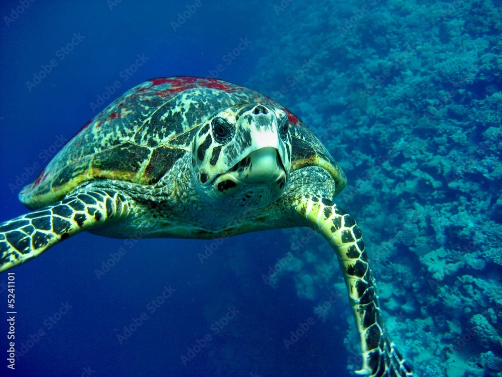 Fototapeta premium Carretta Schildkröte