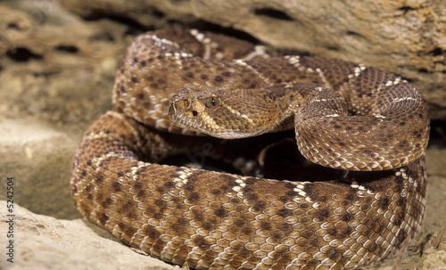 Snake-Red diamond rattlesnake(crotalus ruber)