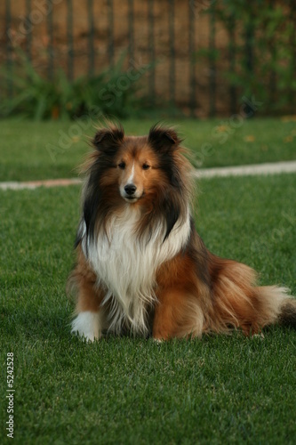 sheltie 205