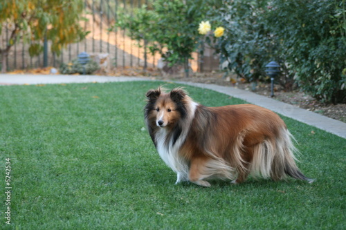 sheltie 192