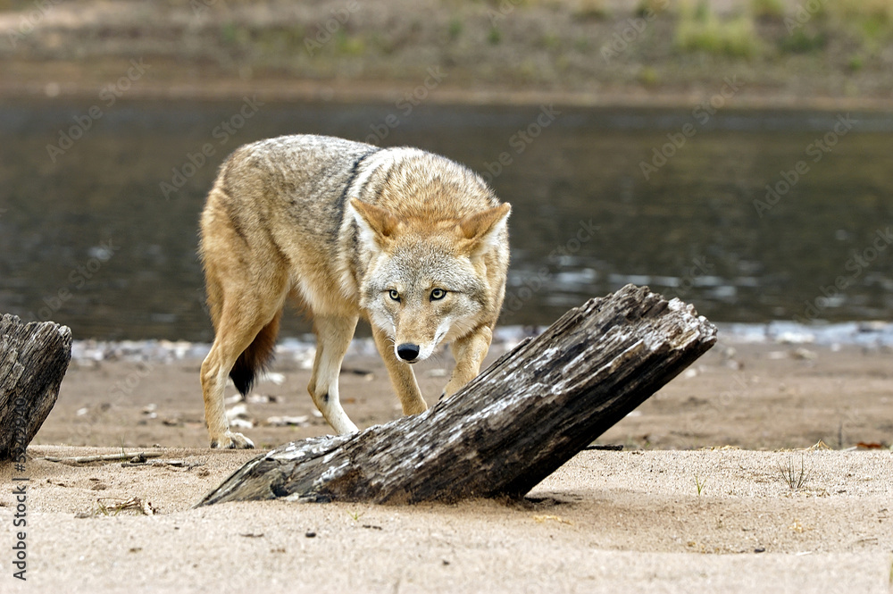 Fototapeta premium Coyote