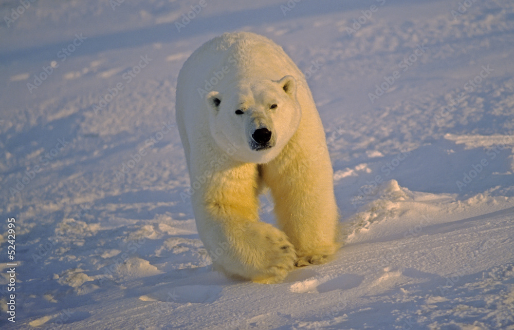 Polar bear lit by setting sun. Polar bear lit by setting sun.