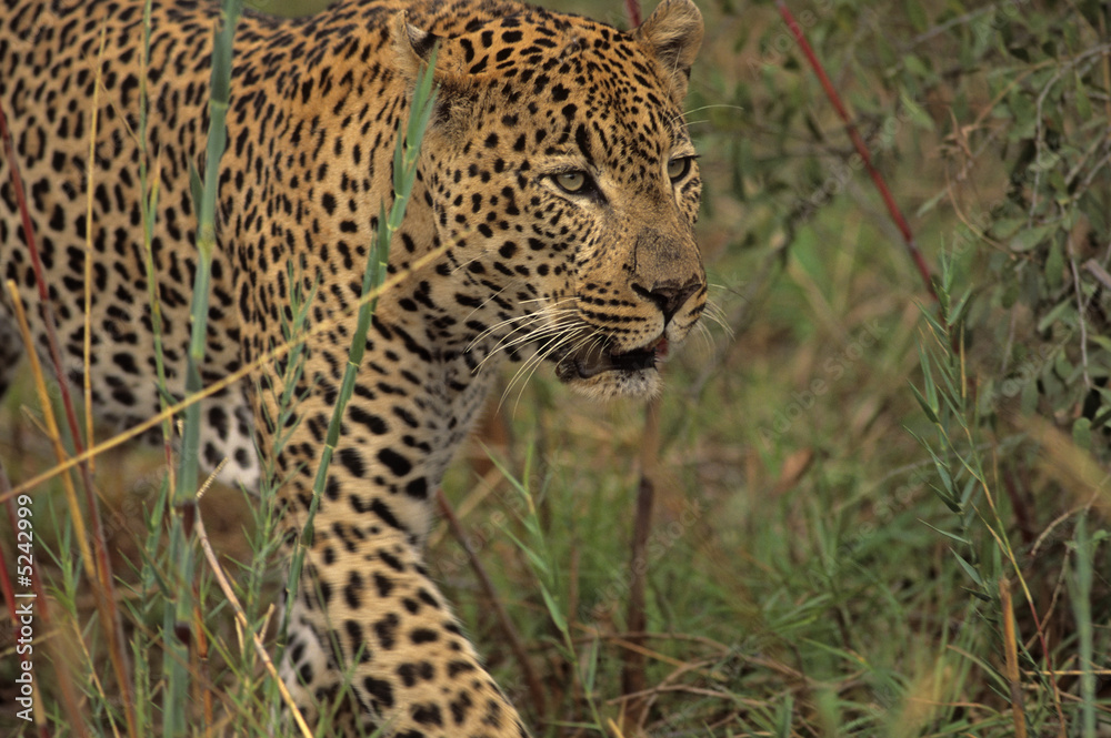 Naklejka premium Afryka-Leopard
