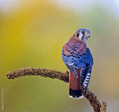 American kestrel (falco sparverius)