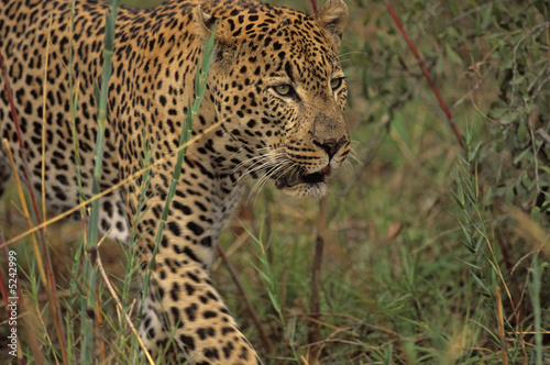 Africa-Leopard