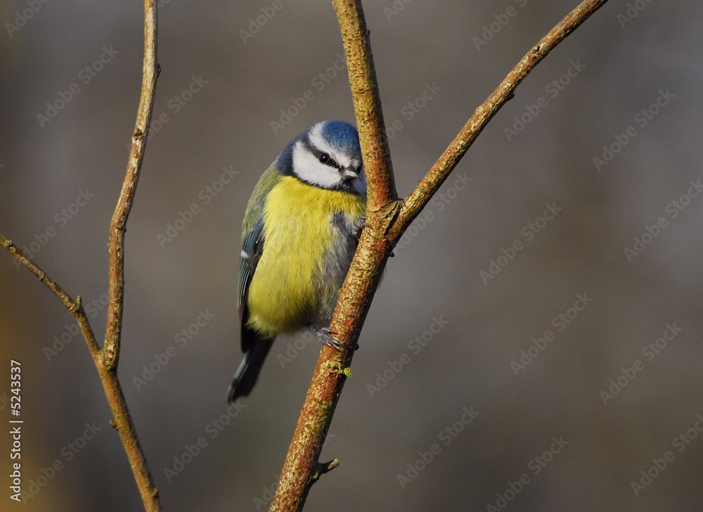 Obraz premium Bashful Blue Tit 