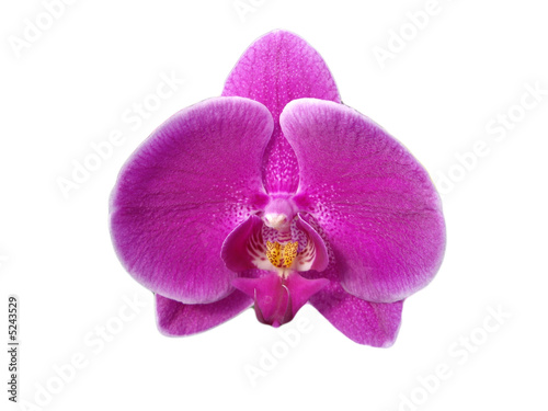 Fototapeta A delicate purple orchid flower stands alone against a clean white backdrop