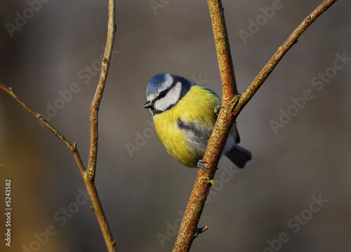 Cute Tit