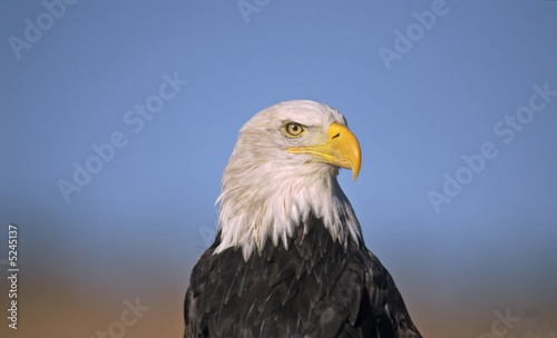 7929 Bald eagle © outdoorsman