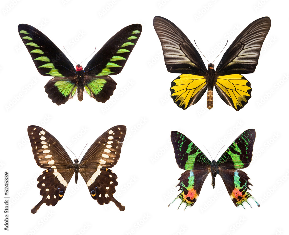 Naklejka premium exotic colorful butterflies