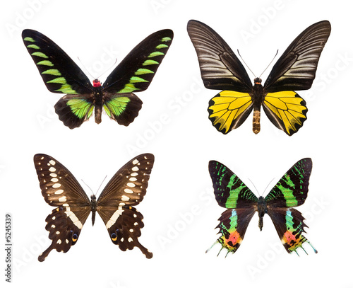 exotic colorful butterflies