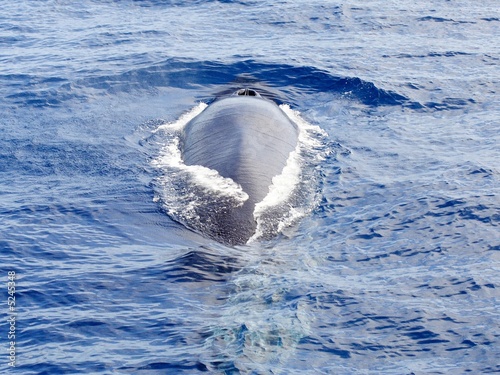Diving Finn Whale
