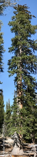 Sequoia (Riesenmammutbäume) photo