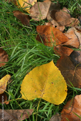 autumn leaves