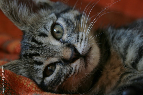 kitty portrait