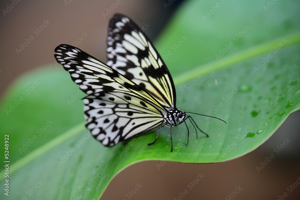 Obraz premium butterfly resting on a leaf