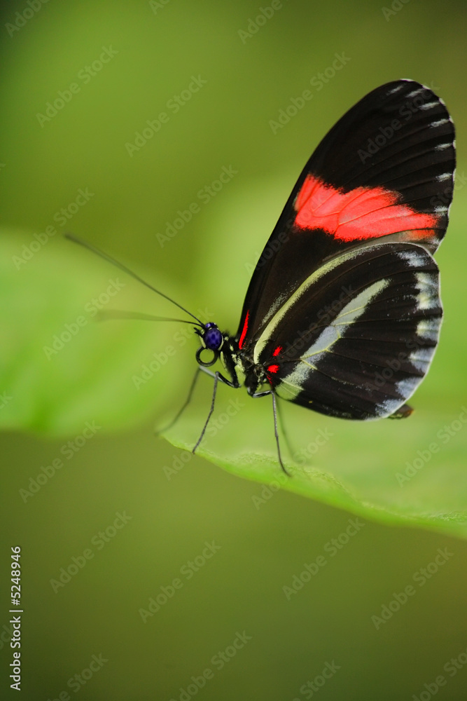 butterfly resting on a leaf butterfly resting on a leaf