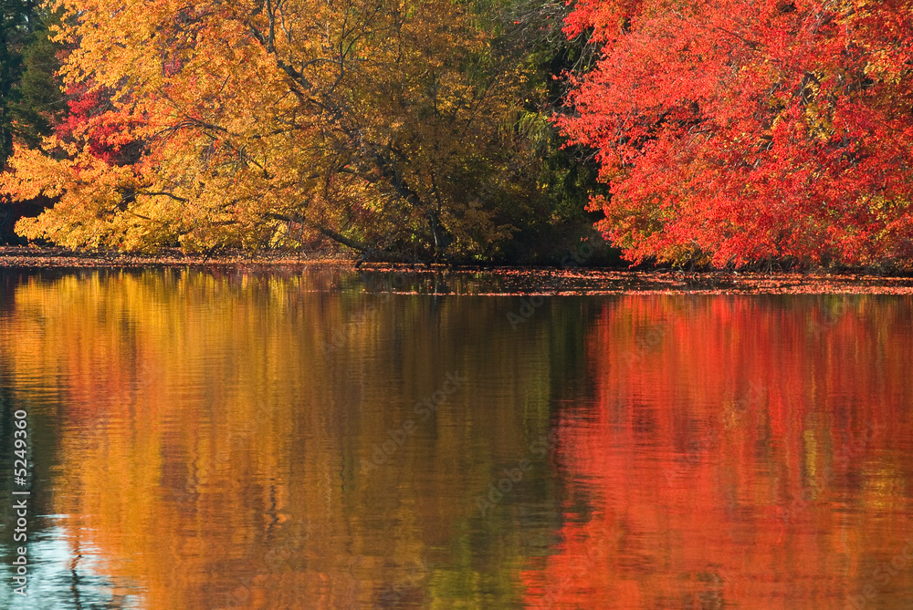 Fototapeta premium lakeside trees in the fall