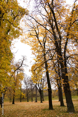 Autumn colors in forest