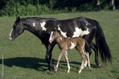 American paint horse filly and colt