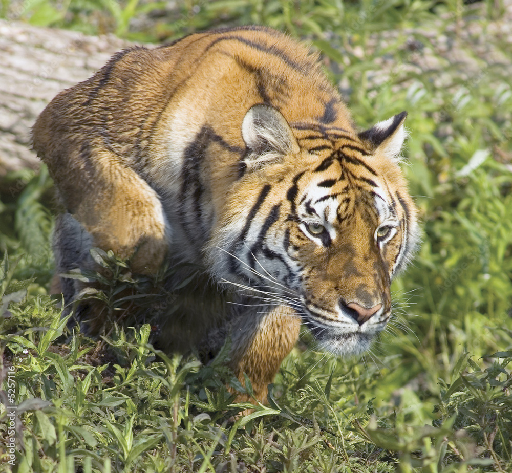 Obraz premium Tiger