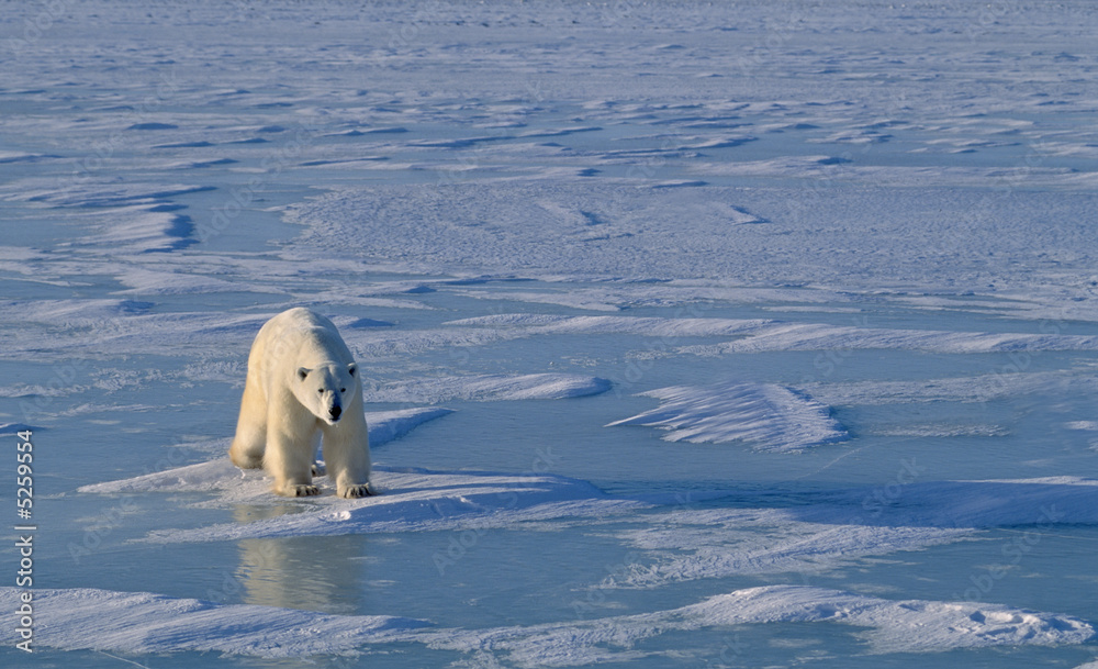 Polar bear on Hudson's Bay ice