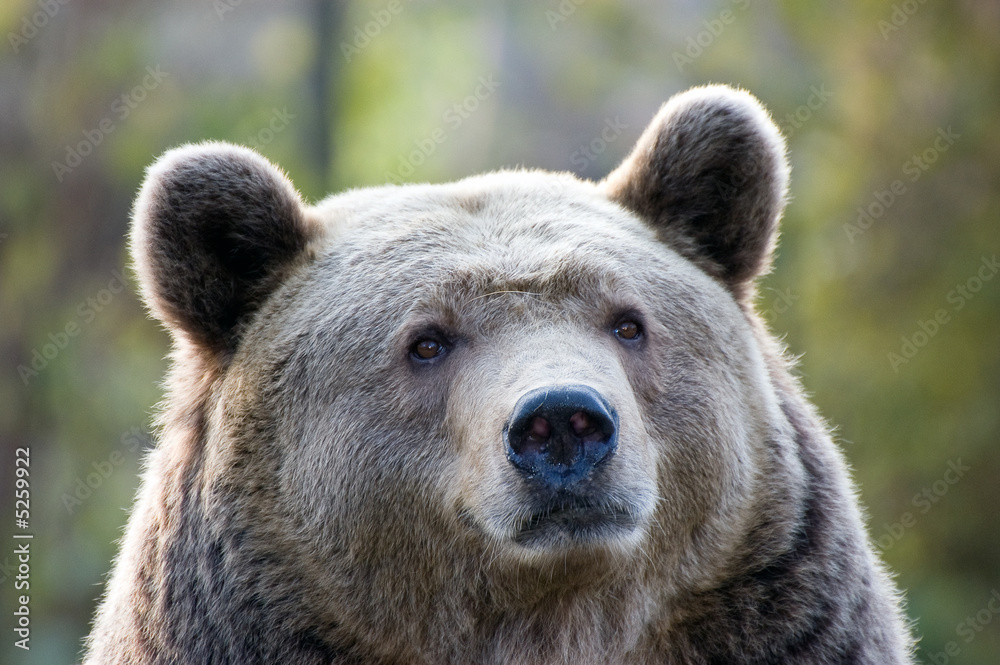 Braunbär 6 Braunbär 6