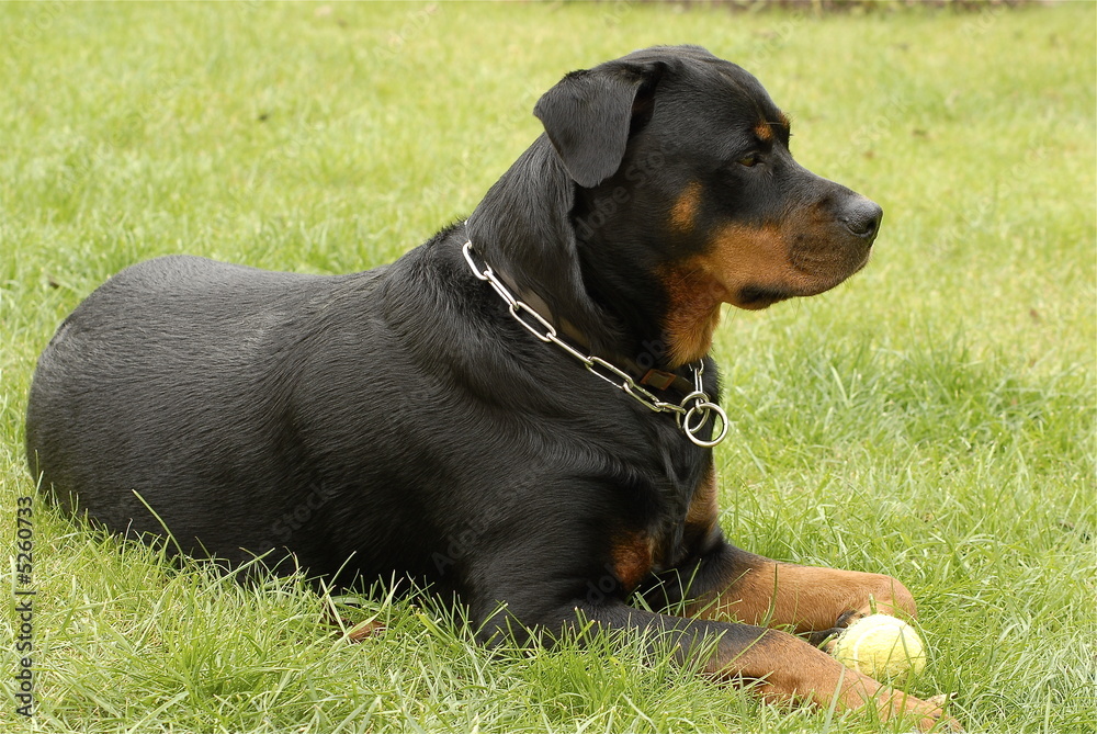 chien dans l'herbe