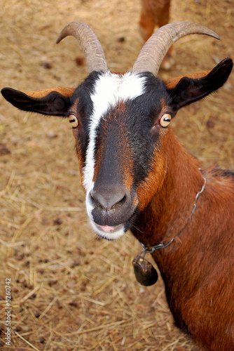 chevre panaché