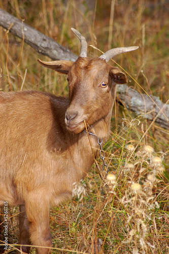 chevre maron photo